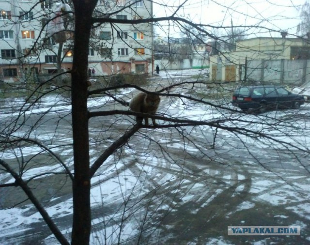 Кот во дворе.