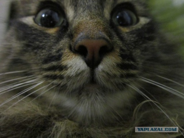 Котовторник  08.04.2014