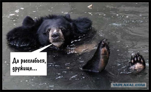 Новый мидвет!