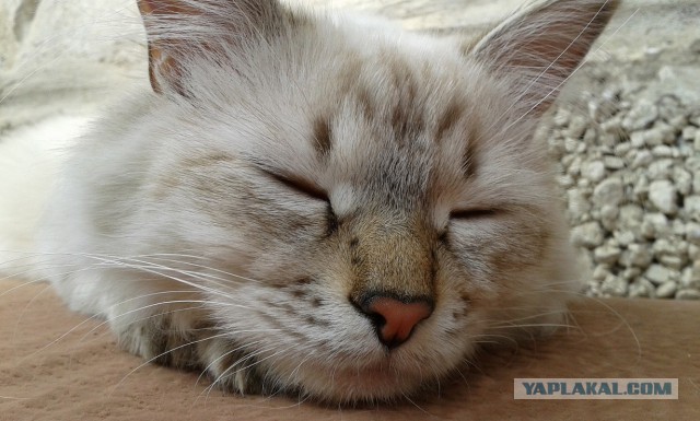 Котовторник 27.5.2014