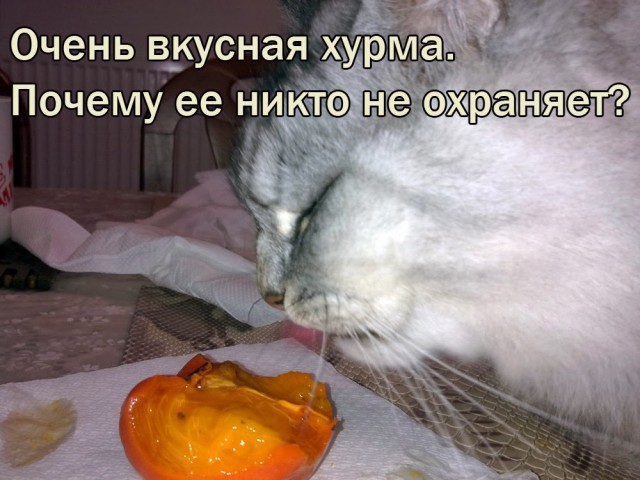 Продукты с вашего стола,опасные для здоровья кошки
