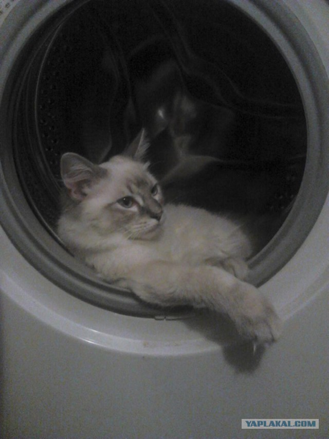 Котовторник 16.09.14
