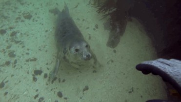 Встреча под водой