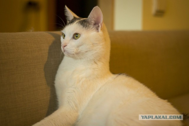 Котовторник 23.12.2014
