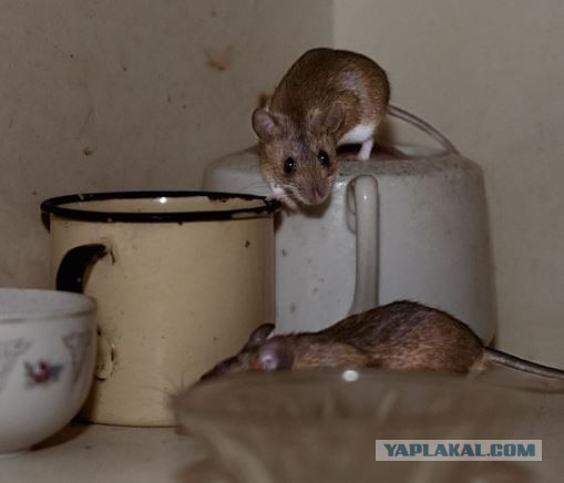 По каким законам судить?