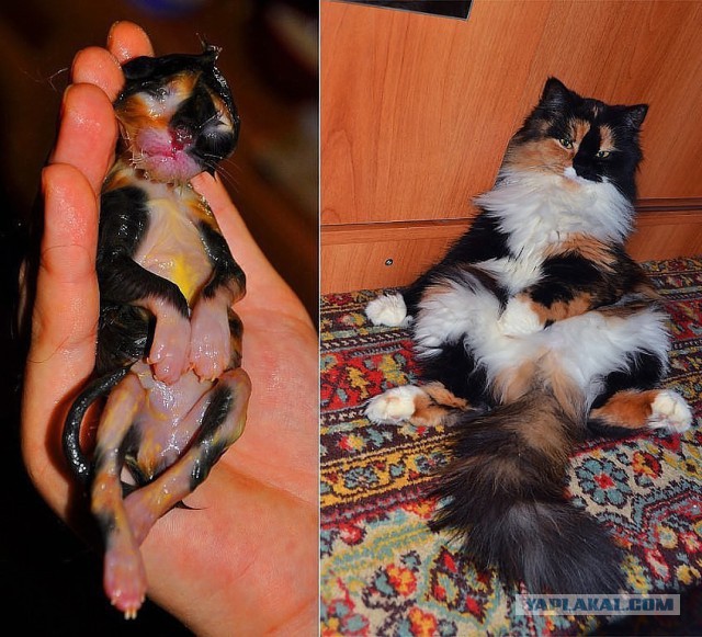 Котовторник