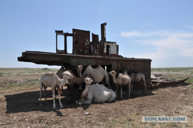 Умирающие корабли