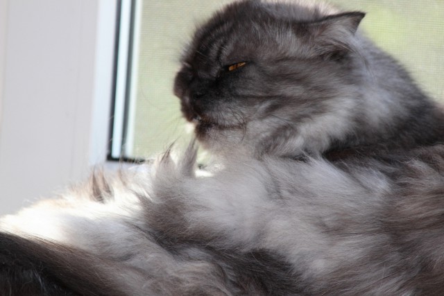 Котовторник 16.06.2015., Котовторник наступил!