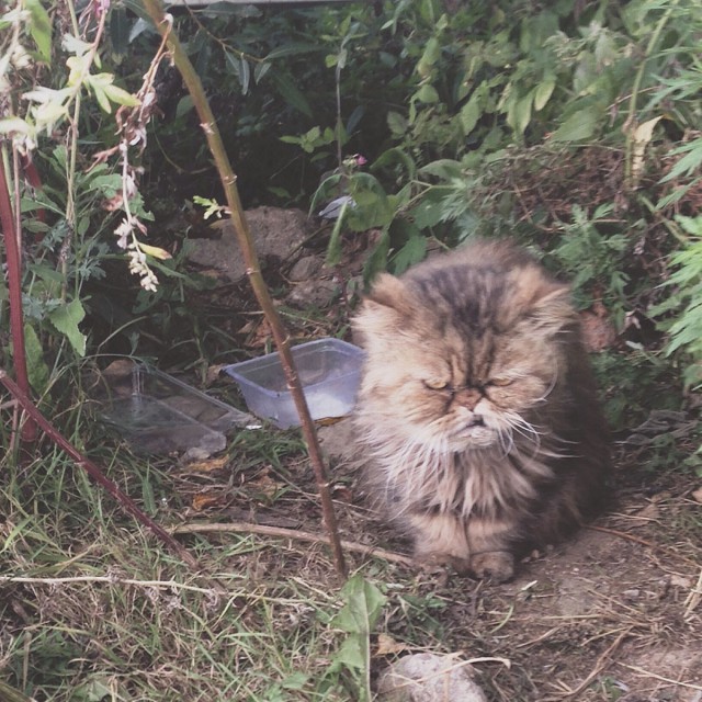 Встретил унылого кота