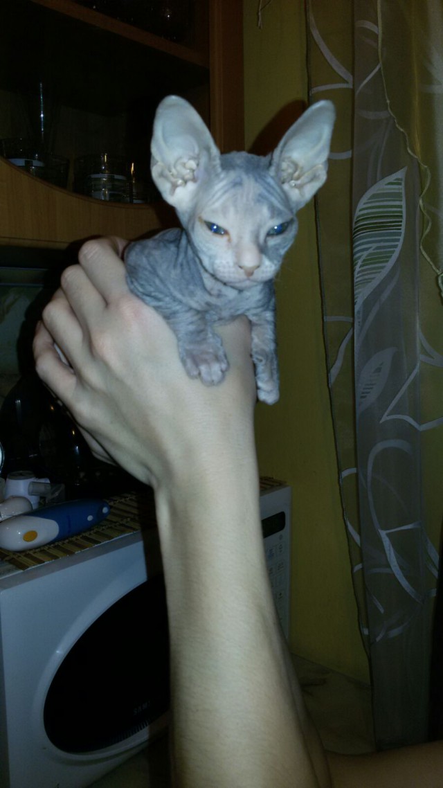 Котовторник 24.11.2015