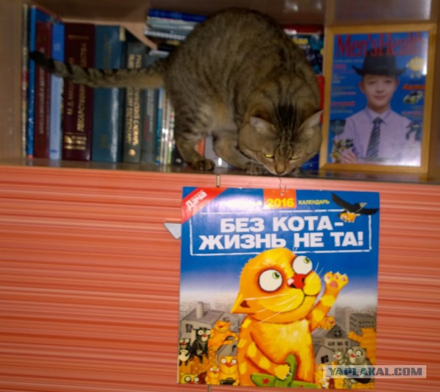 Котолендарь на 2016 год