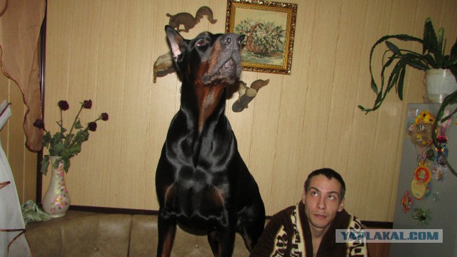 Собакочетверг! Собачки любимые!