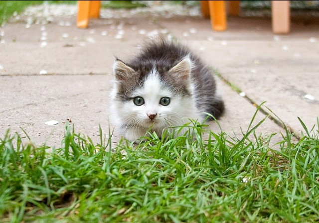 Коты, кошки, котята
