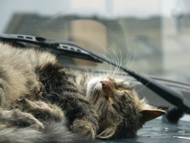 Коты, кошки, котята