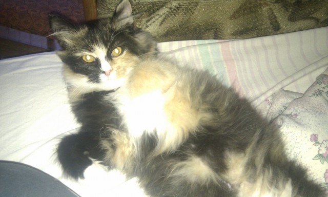 Выхожу на веранду, а там...