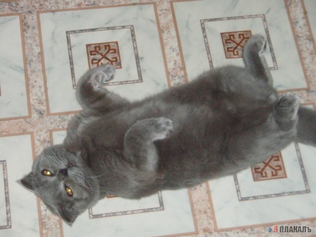 КошкоЛето!