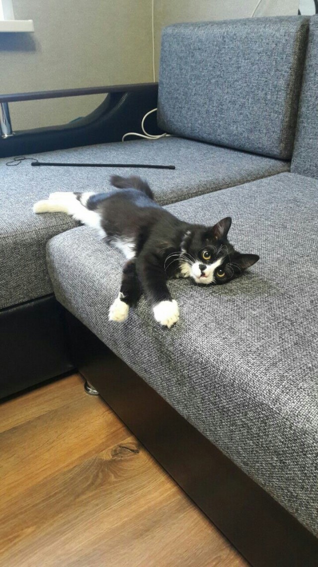 Коты из сети