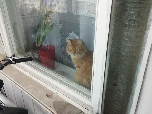 Коты из сети