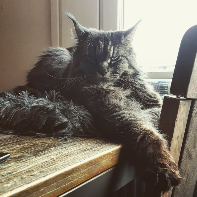 Коты из сети
