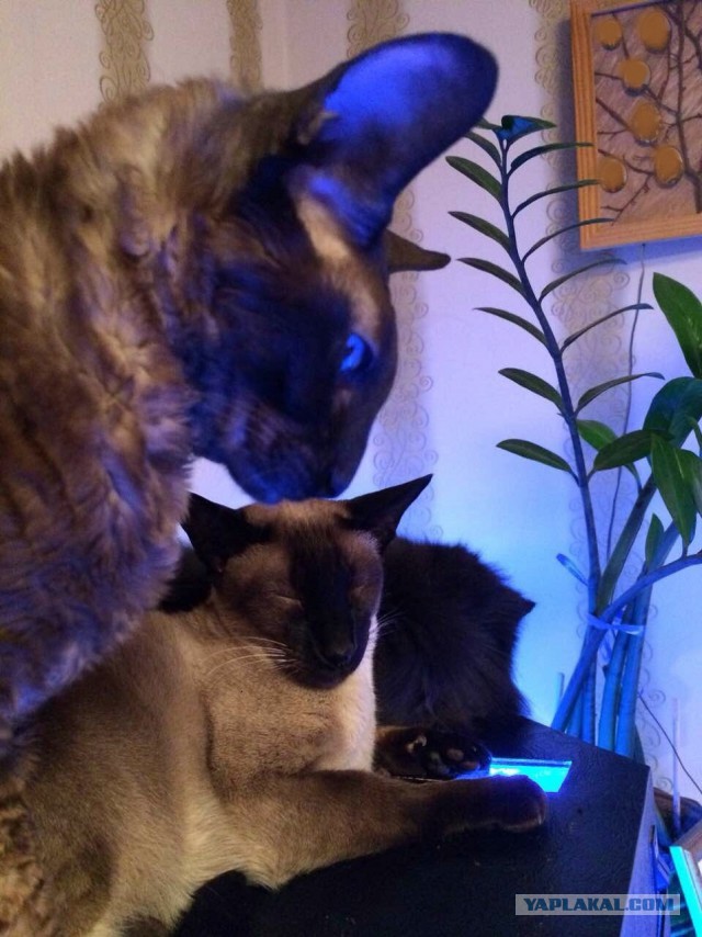 Котовторник 04/04/2017