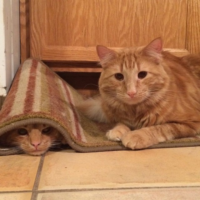 Рыжий кот нашел своего маленького двойника и растит его, как собственного