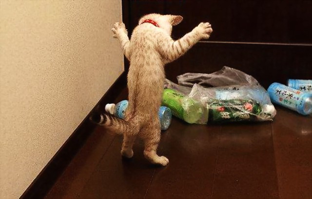 Коты и Кошки