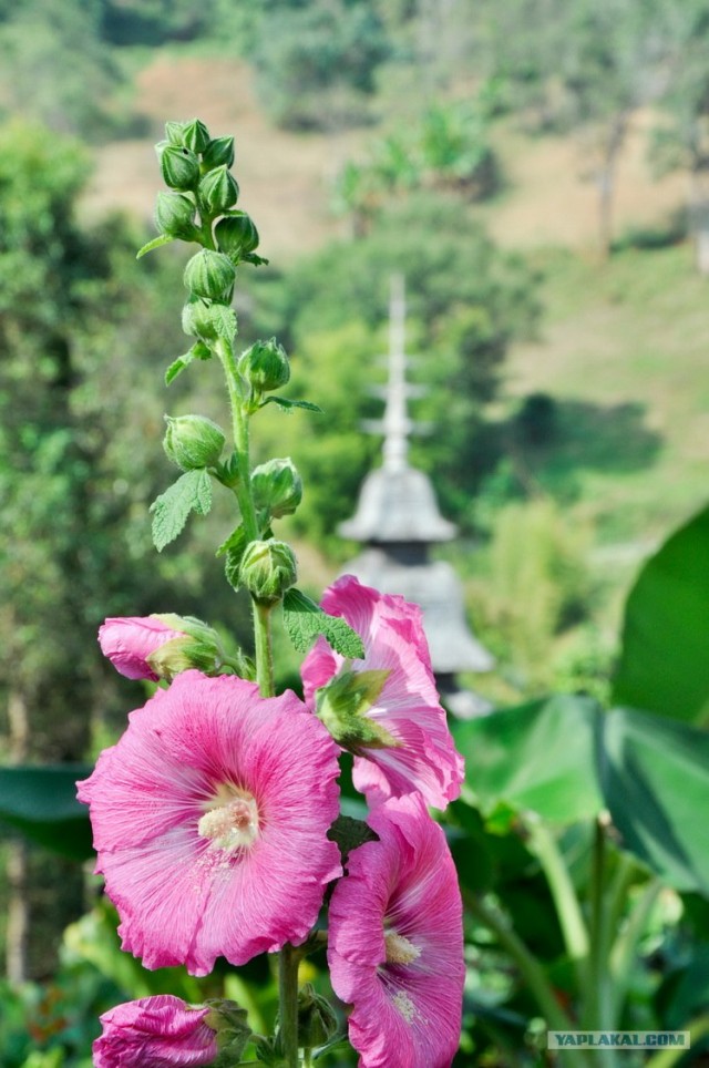 Чианг Май. Жемчужина Севера.