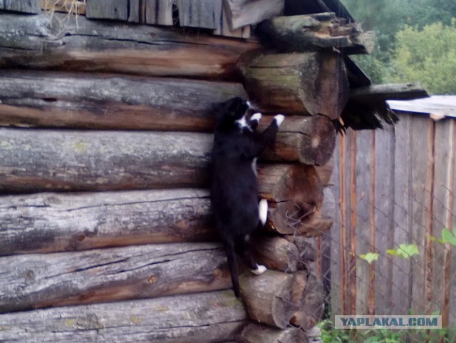 Котовторник 24.10.2017