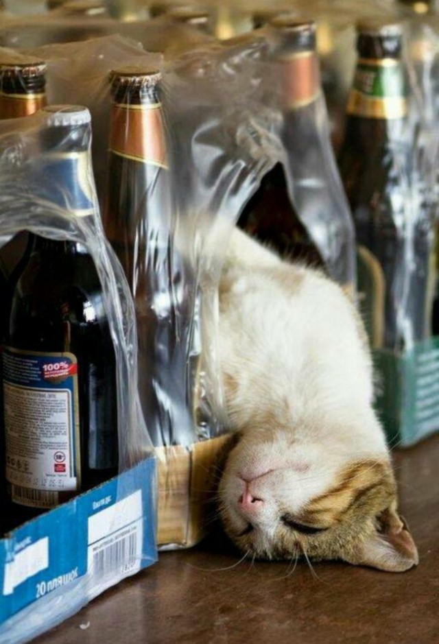 Коты и Кошки