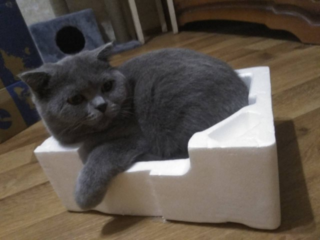 Вся красота беспородных кошек. Котовторнику посвящается.