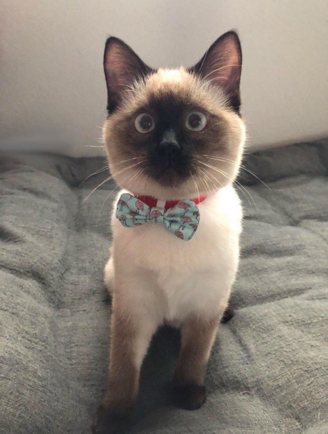 Прикольных котов пост