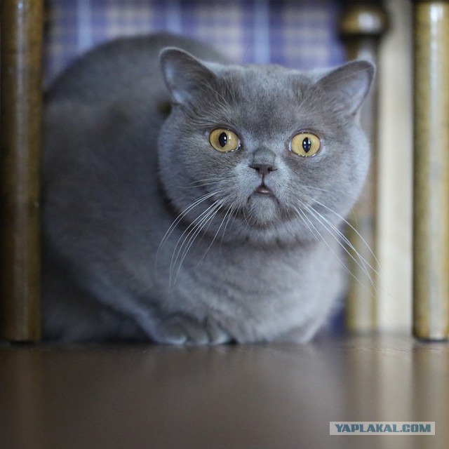 Котовторник  12.06.2018