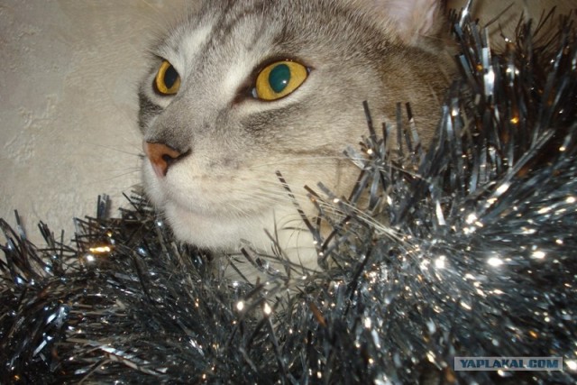 Новогодний КОТОВТОРНИК!