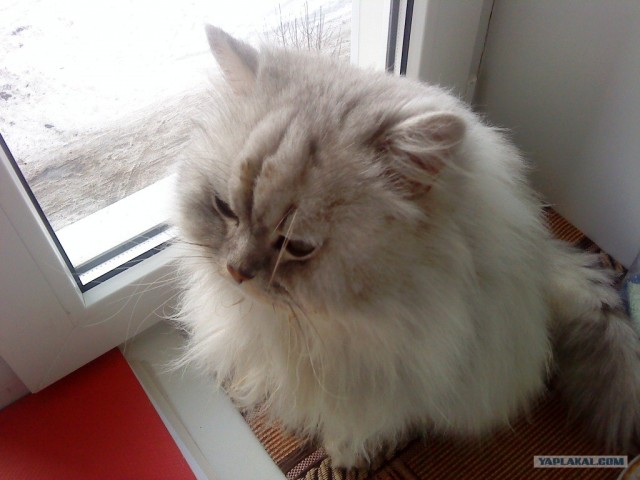 Котосреда (06.05.2009)