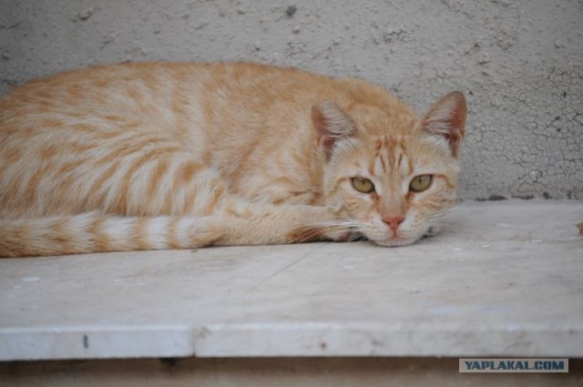 Котовторник на 22 июня