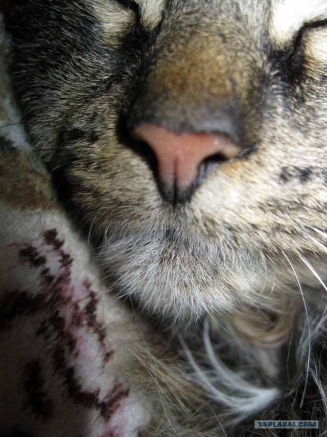 Котовторник стартует