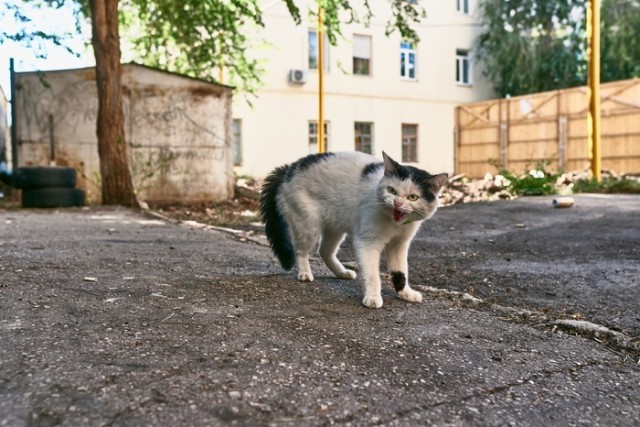 Прикольных котов пост