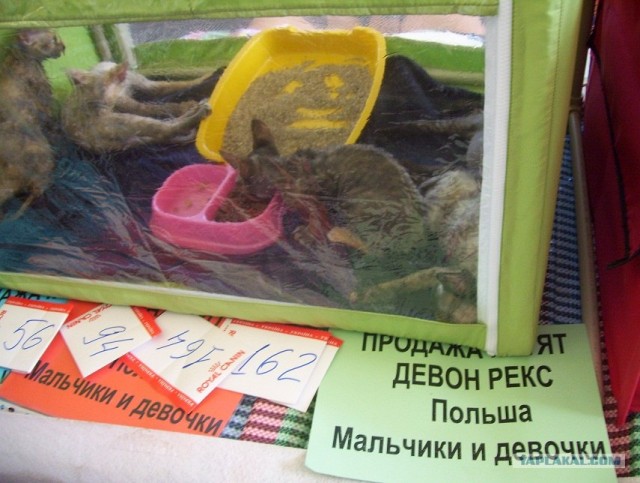 Сонный Котовторник