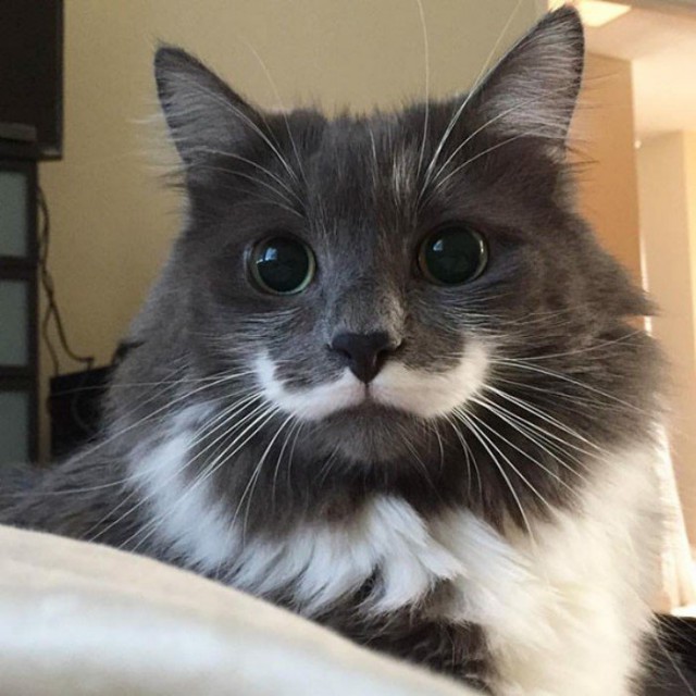 Прикольных котов пост