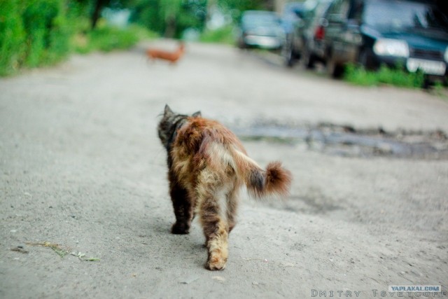 Котовторник 24.04.2012