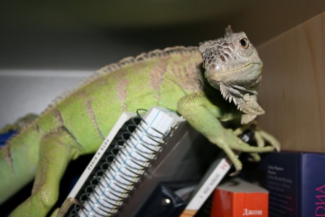 Молниеносный охотник