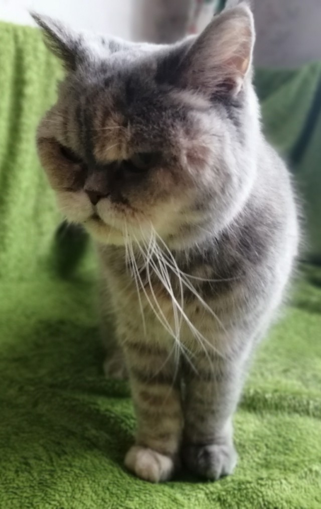 Прикольных котов пост