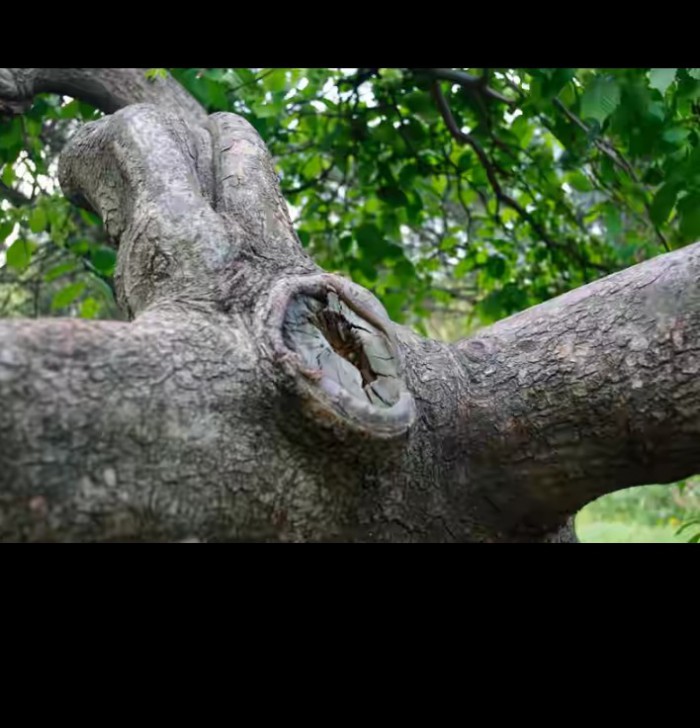 Неприличные деревья. Сросшиеся деревья. Смешные деревья. Ты что дерево что ли. Сказочное дерево.