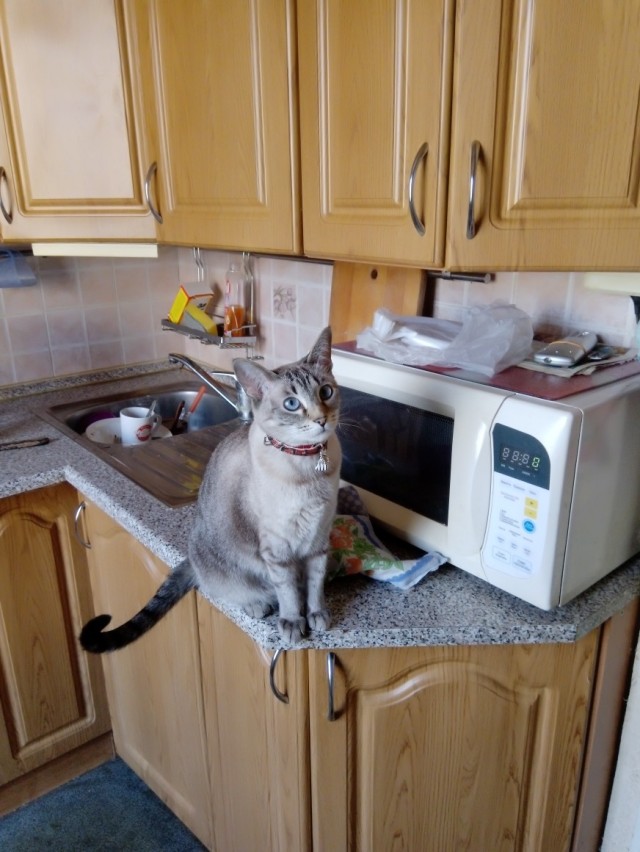 Забавные фото котеек