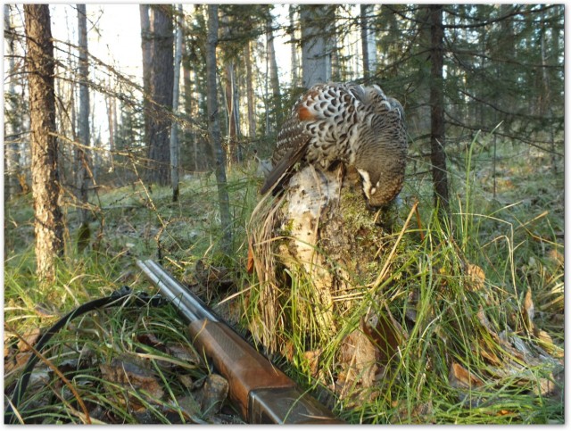 #ДРЯПнем! Перепелка с молодым горошком и соусом из морошки.