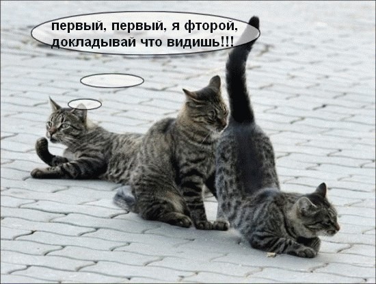 Подпиши фото!