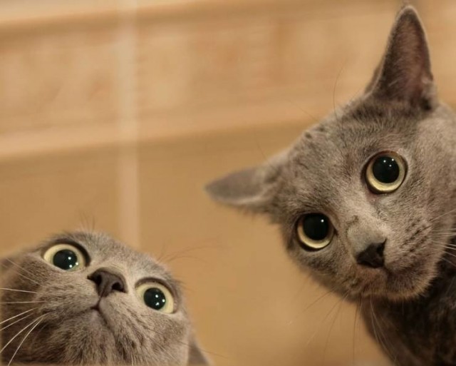 Котовторник?! Коты во вторник!