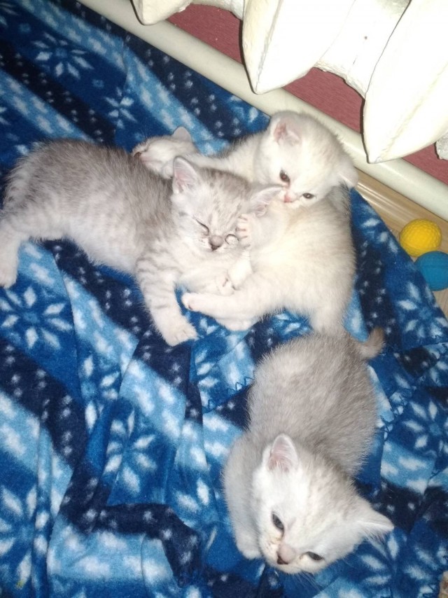 Котовторник. Наша собственная банда