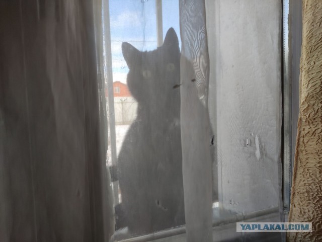 Даешь котовторник!