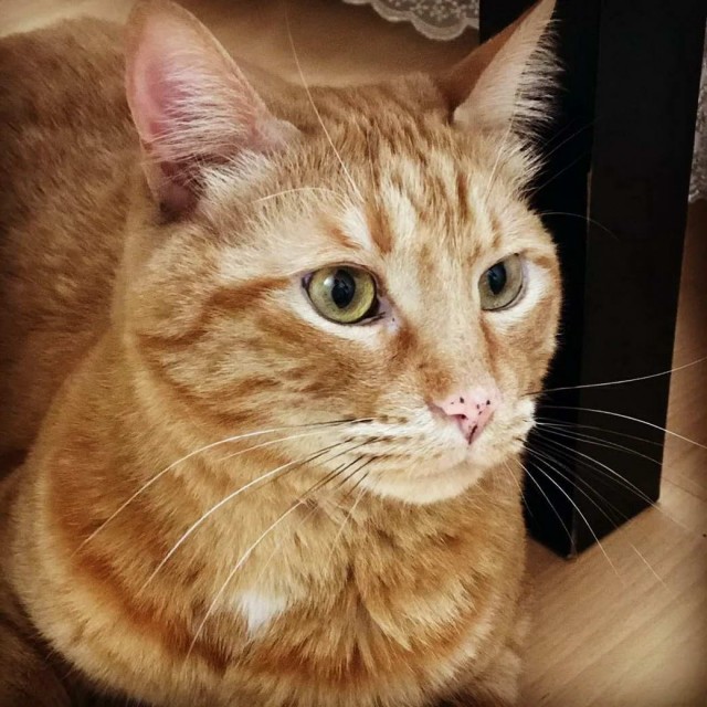 Разные котики